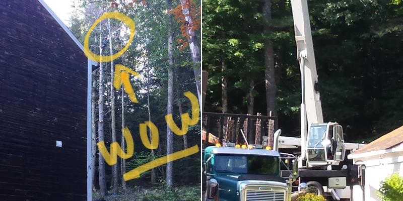 Top Notch Tree Experts