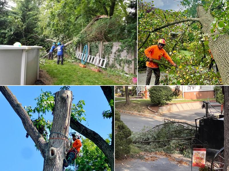 Apple Tree Services LLC