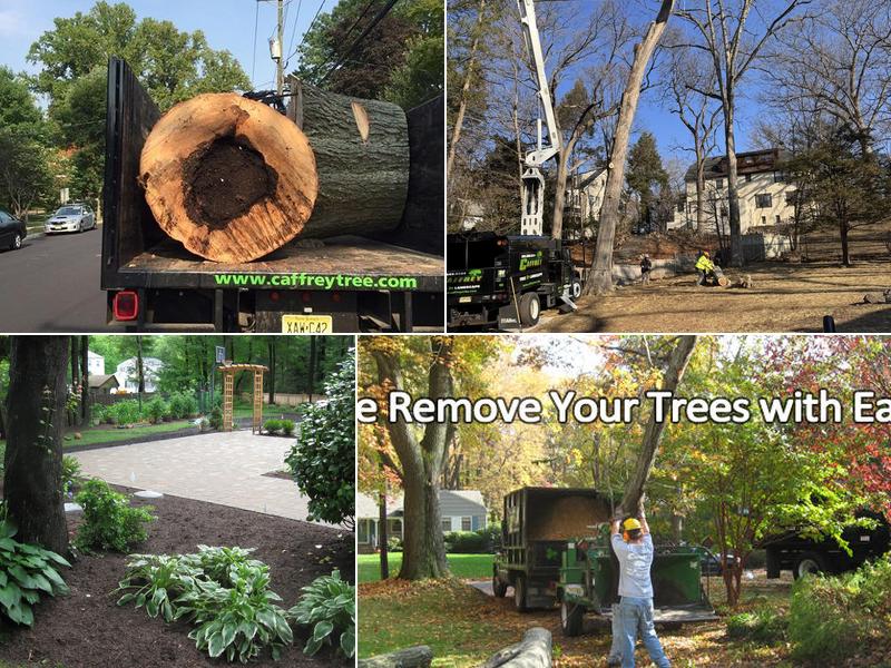 Caffrey Tree & Landscape