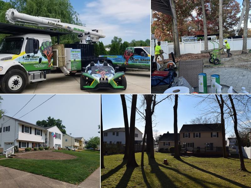 A Cut Above Tree Service