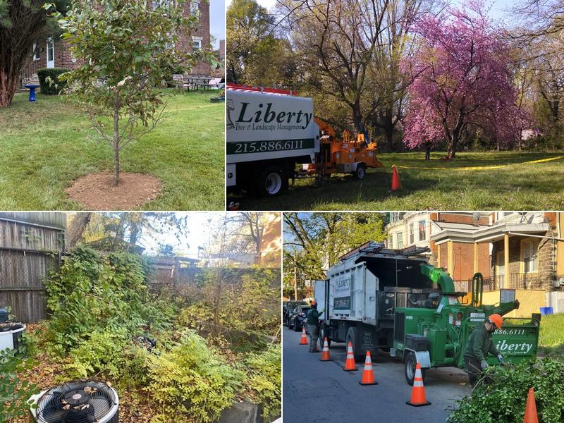 Liberty Tree & Landscape Management