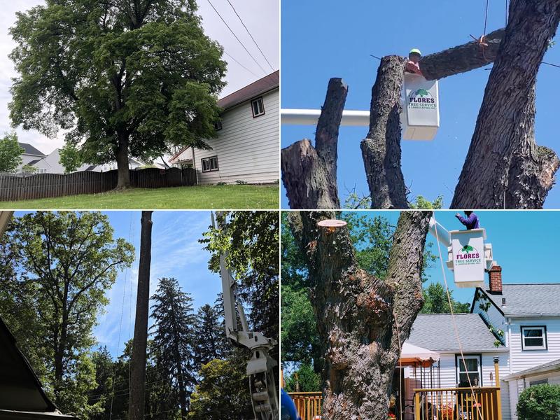 Flores Tree Service & Landscaping Inc.