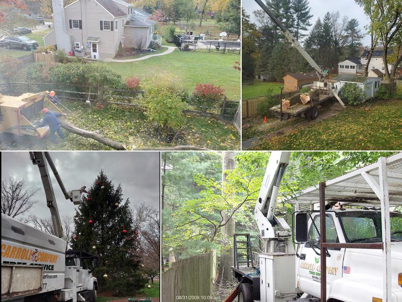 Carroll and Company Tree Service NJTC 768144