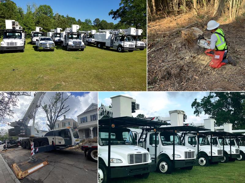 Phillips Tree Service