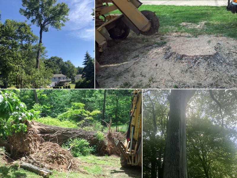 Jr Vasquez Tree Service