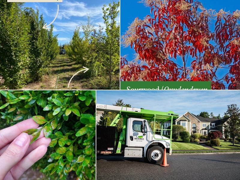 SavATree - Tree Service & Lawn Care