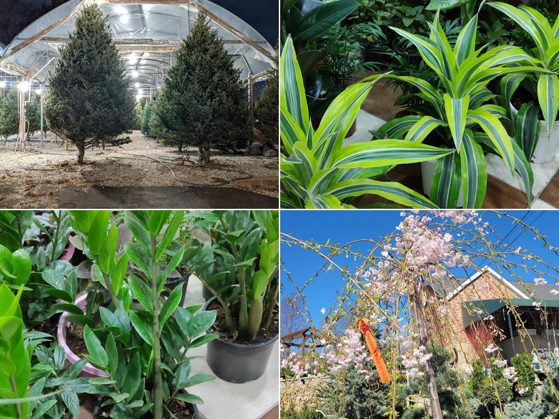 Haegele Nursery & Garden Center