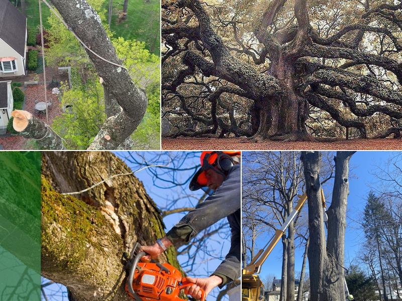 Eugene M. Brennan Tree Service Llc.
