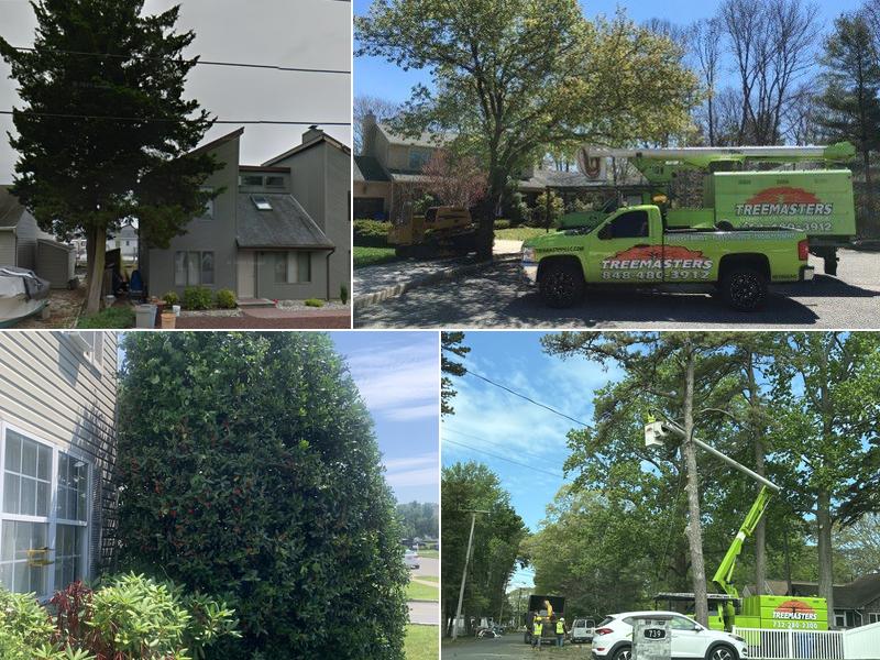 TreeMasters LLC