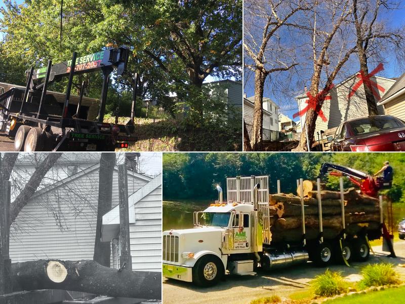 A&M AFFORDABLE Tree SERVICE