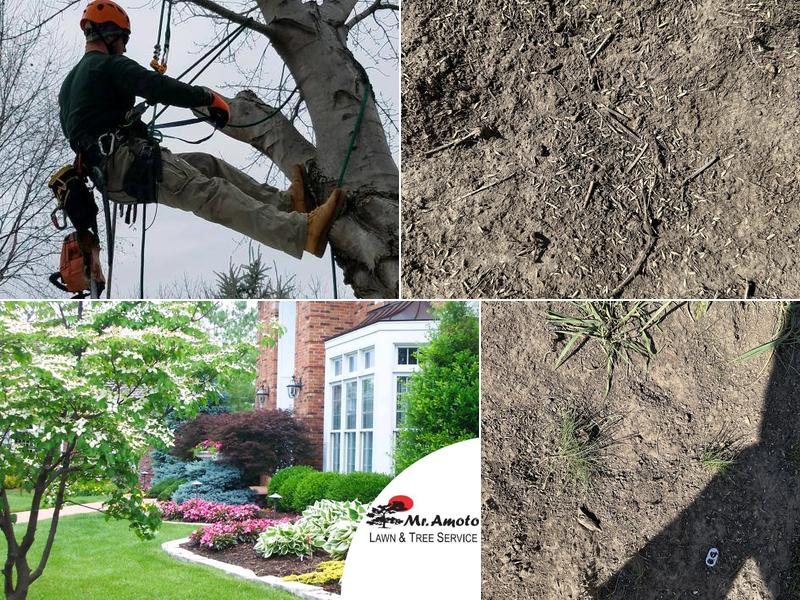 Mr. Amoto - SavATree