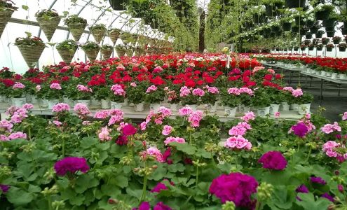 Shady Hill Greenhouse-Nursery
