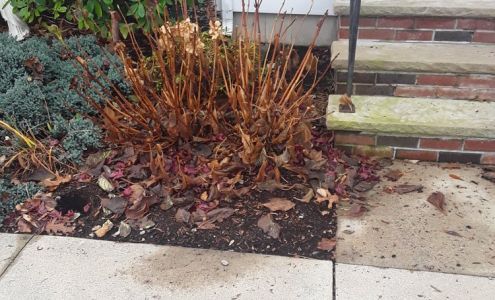 Ultra Green Landscape