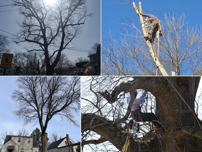 Nova Tree Service