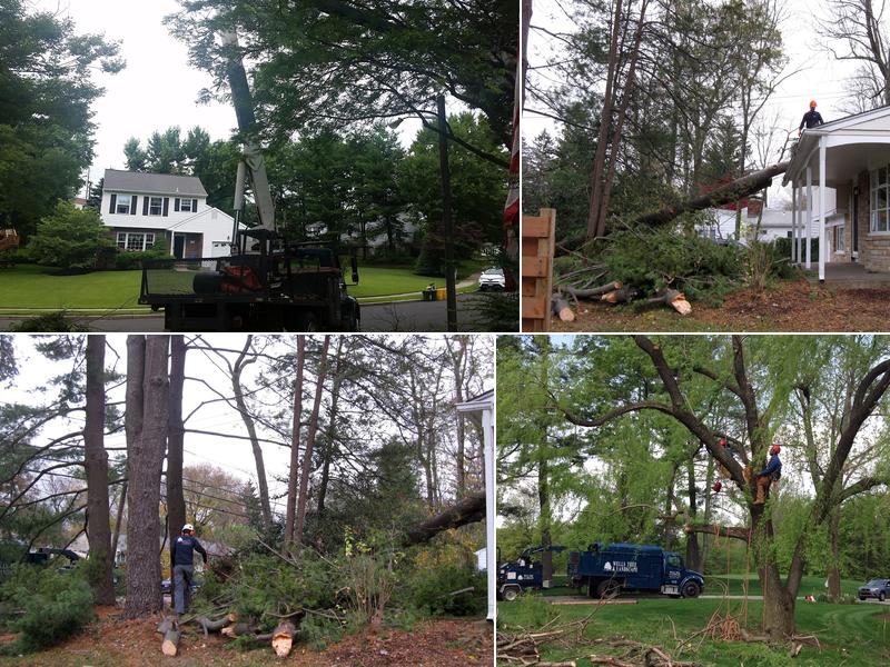 Wells Tree and Landscape