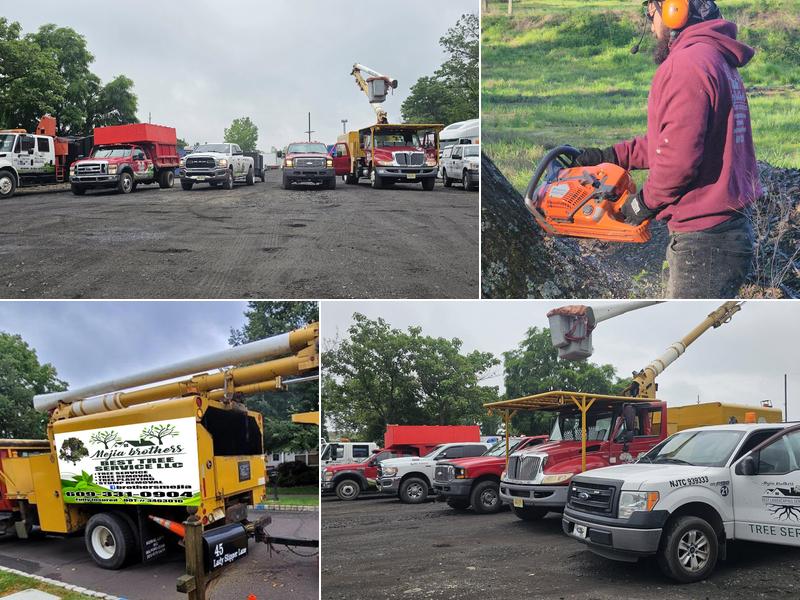 Mejia Brothers Best Tree Service