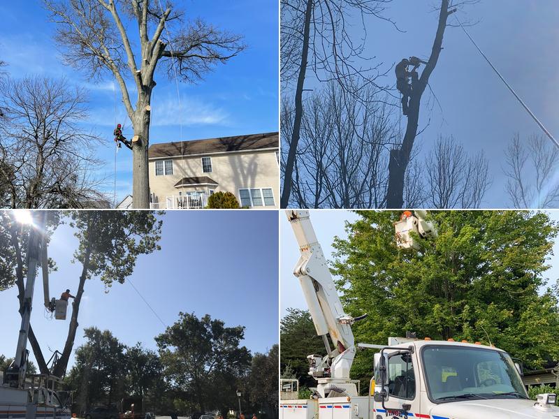 Vince's Tree and Landscaping Services