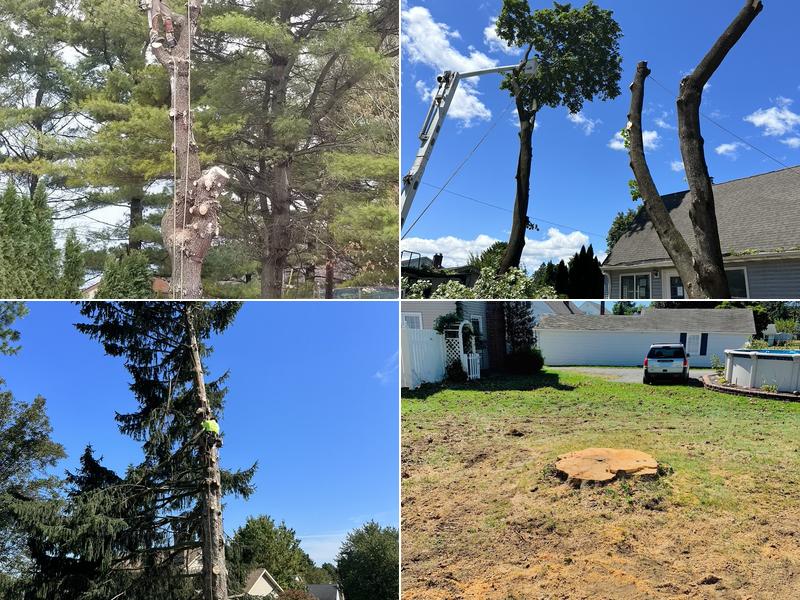 Woodpecker Tree Services PA