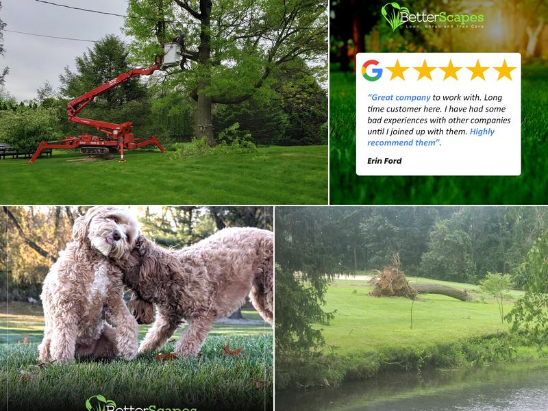BetterScapes (Lawn, Shrub and Tree Care)