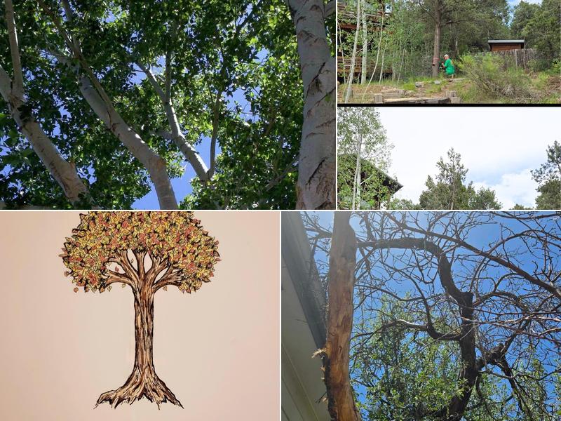 Chad's Tree & Shrub Services