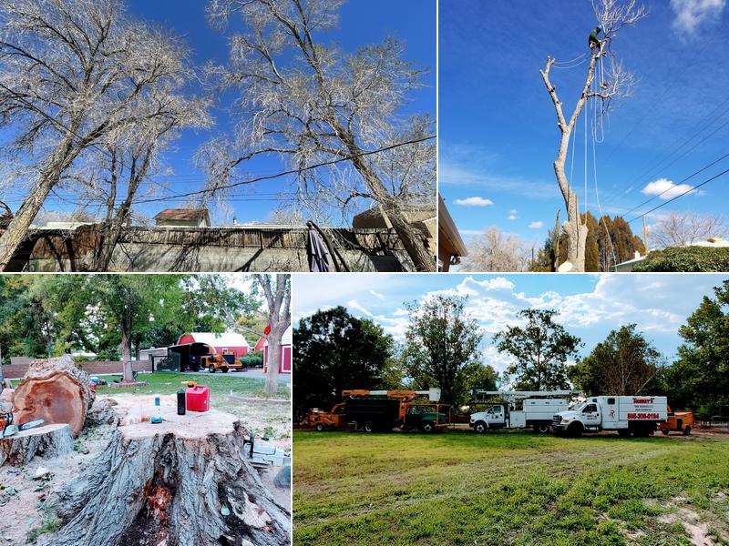 Monkey's Tree Services LLC