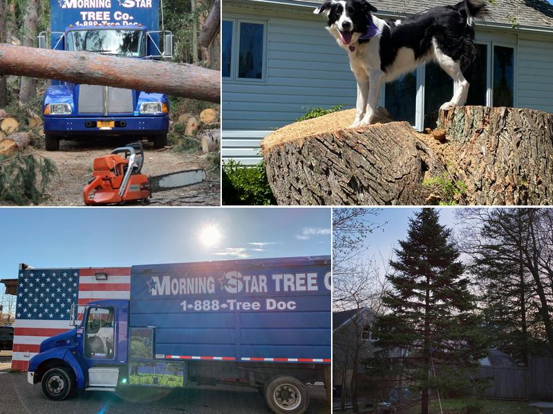 Morning Star Tree Company Inc.