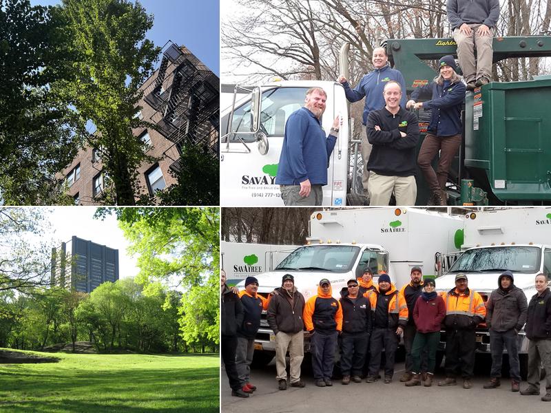 SavATree - Tree Service & Lawn Care