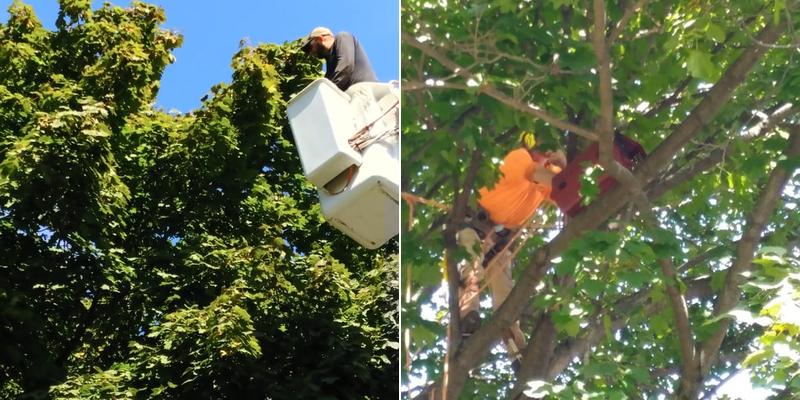 Arbor Heights Tree & Landscp