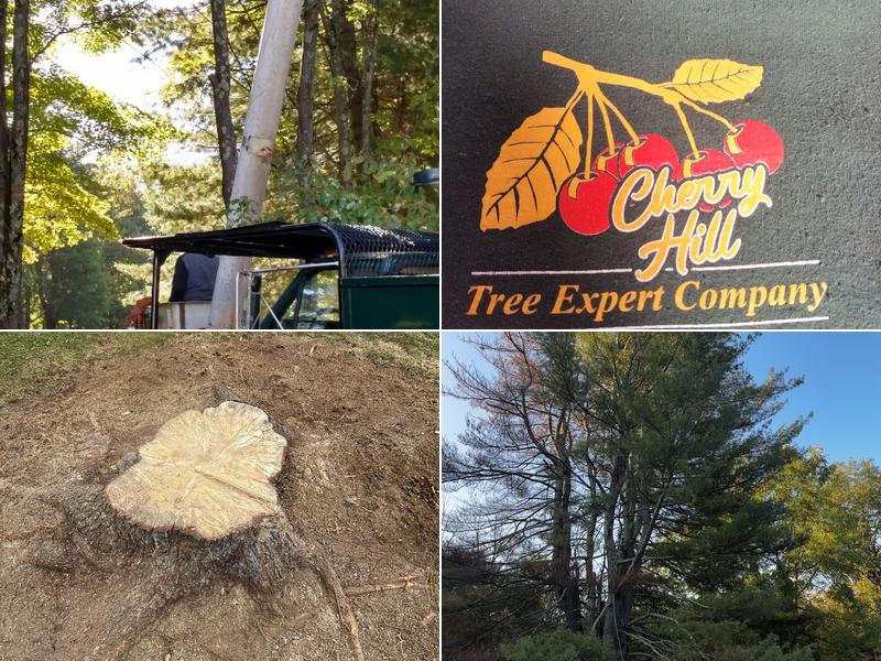 Cherry Hill Tree Expert Company