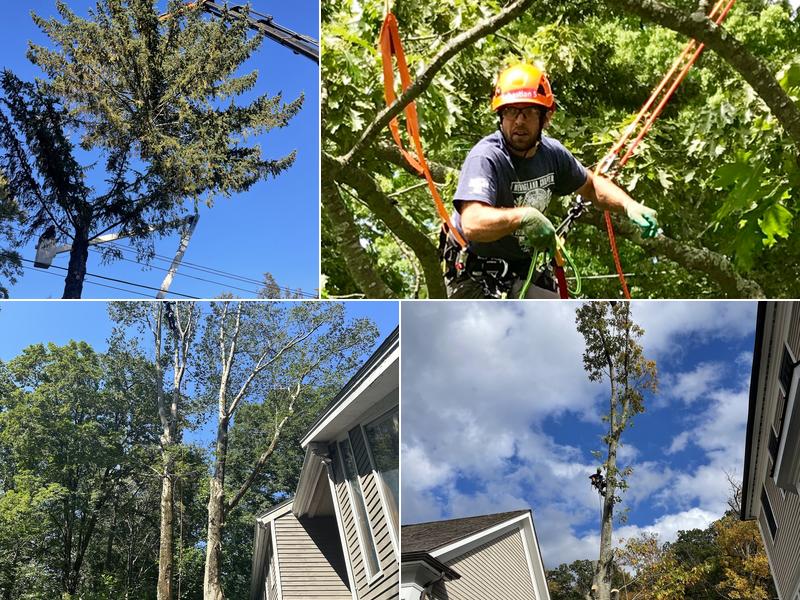 Greenpoint Tree Service Inc.