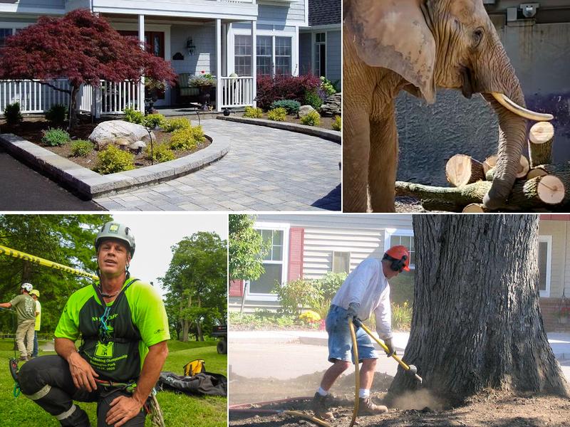 Birchcrest Tree & Landscape