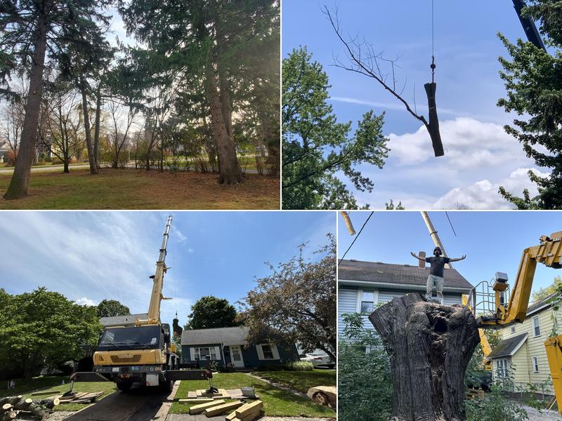J.M. Tree Service