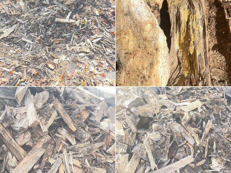 Green Mountain Tree Experts