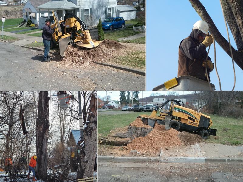 Cook's Tree Services