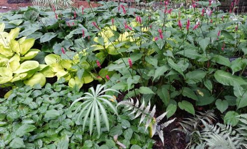 Hillside Garden Landscaping