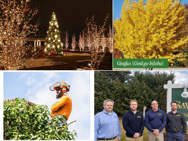 SavATree - Tree Service & Lawn Care