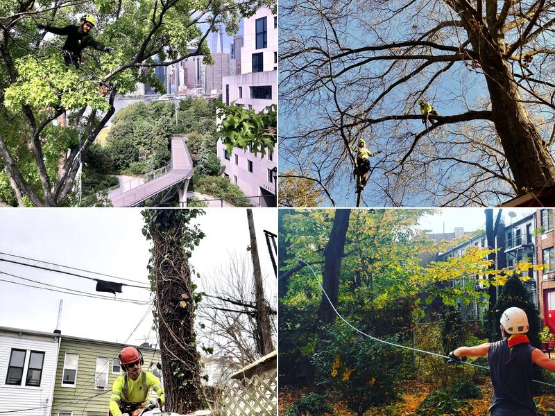 Arborpolitan Tree & Garden Care