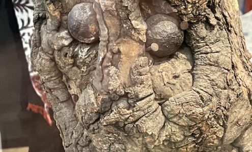 Tree Loving Care 6740 Farm to Market 1585, Ropesville Texas 79358