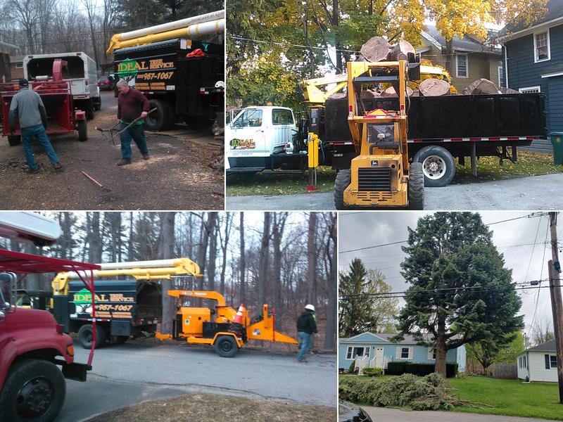 Ideal Tree Service