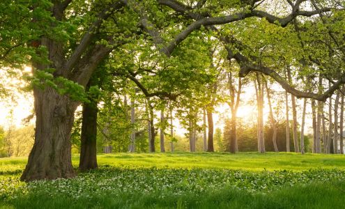 AAA Tree Experts 8120 England St, Charlotte North Carolina 28273