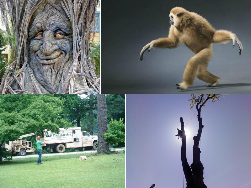 S & S Tree Services & Equipment Co