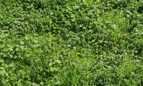 Last Minute Lawn Care & Outdoor Services