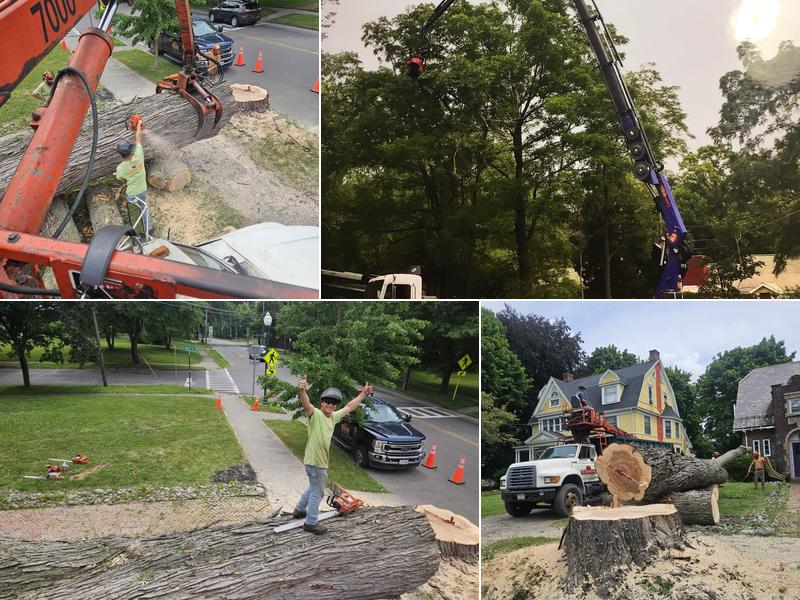 Cranebrook Tree Service & Tree Farm