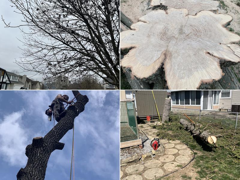 Bee’s Knees Tree Service