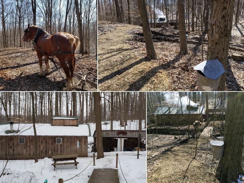 Dolce's Tree Service