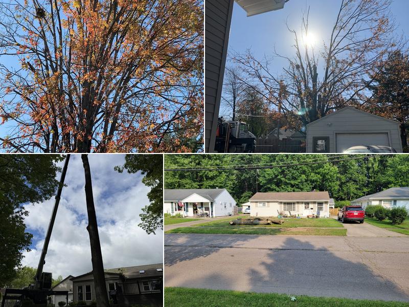 Hammon Inc Tree Services