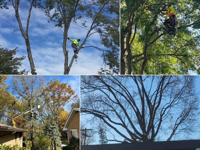 Timberland Tree Services