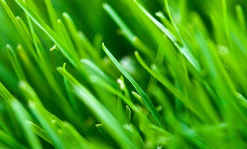 Meyers Green Services