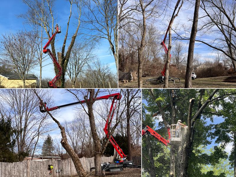 Tree Top Tree Trimming