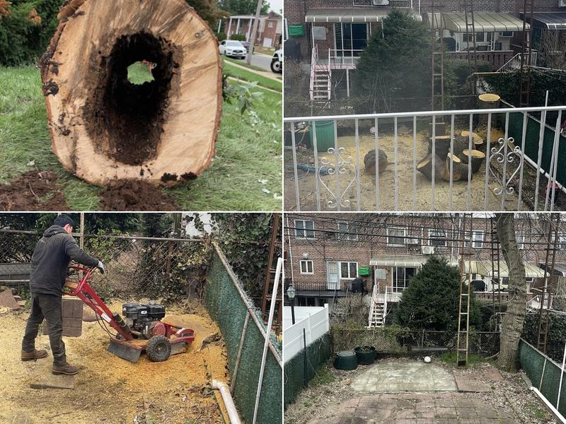 Evergreen Tree Shrub